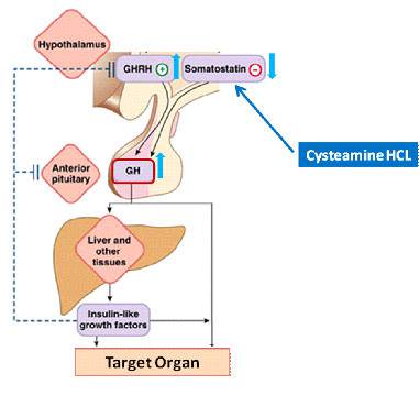 cysteamine-HCL002