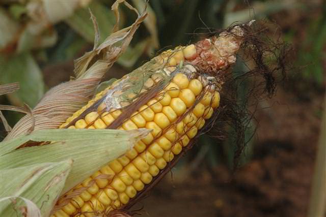 Aflatoxin_Corn