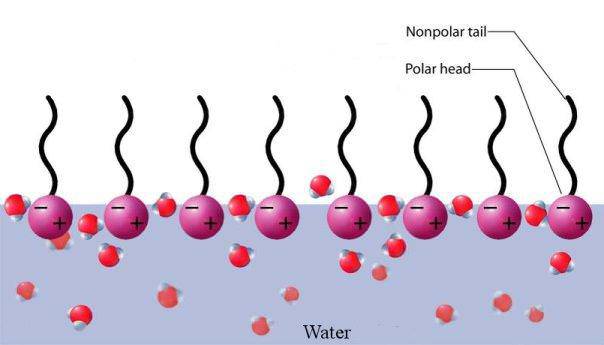 Surfactant_2