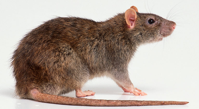 RattusNorvegicus