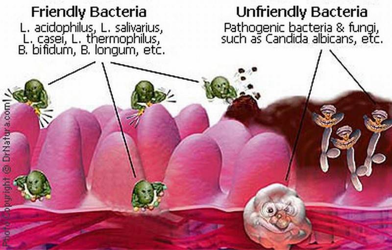 Probiotic_Animal