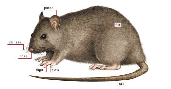 morphology-rat